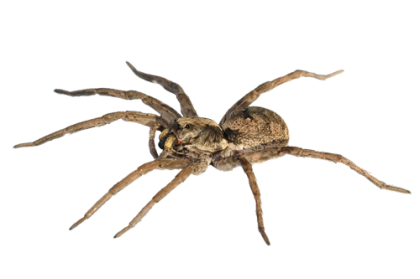 Spider